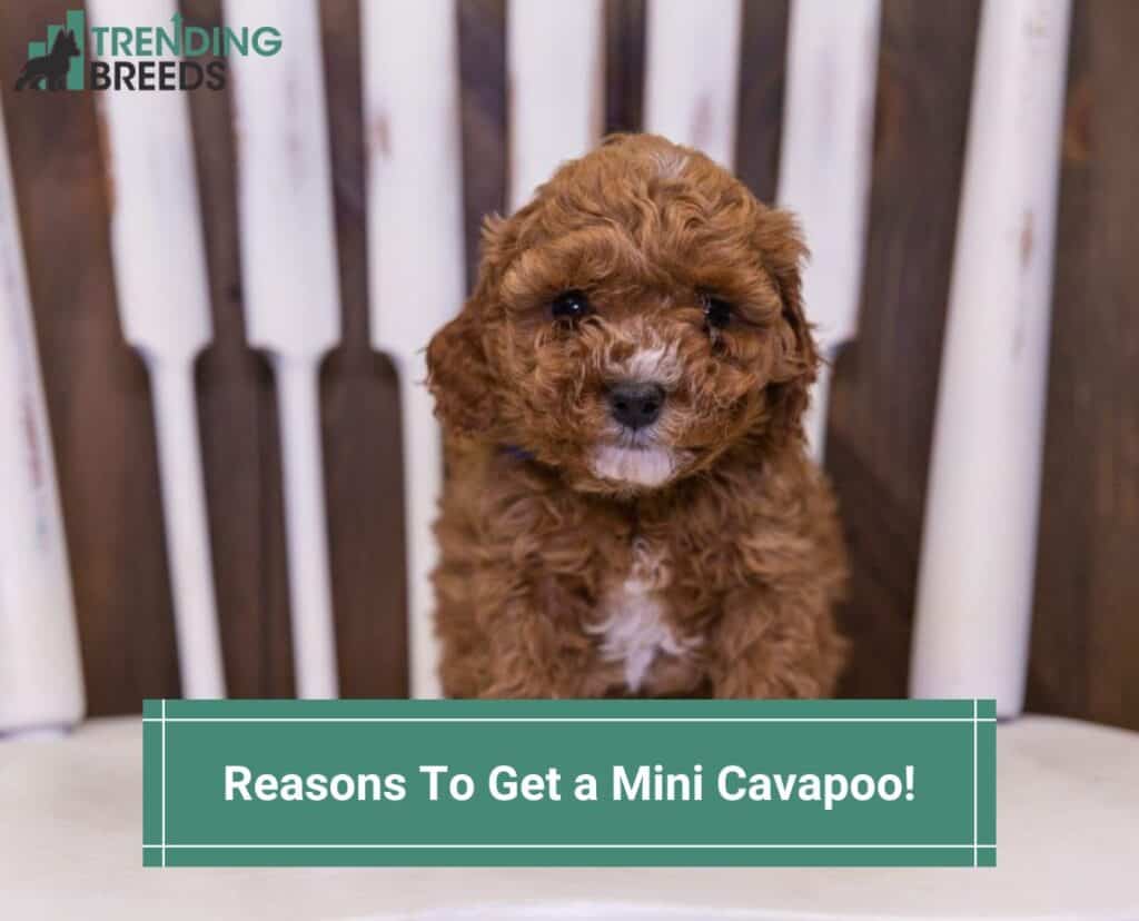 Reasons-To-Get-a-Mini-Cavapoo-template