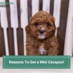 8 Reasons To Get a Mini Cavapoo! (2022)