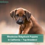 Rhodesian Ridgeback Puppies in California – Top 5 Breeders! (2023)