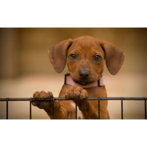 RiverCity-Rhodesian-Ridgebacks