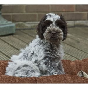 Roan-Cockapoo