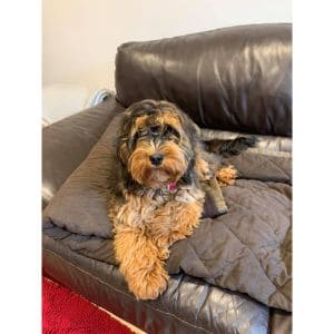 Sable-Cockapoo