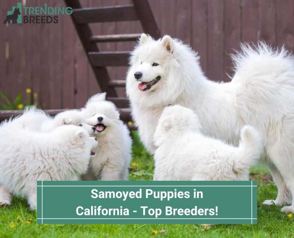 Samoyed-Puppies-in-California-Top-6-Breeders-template