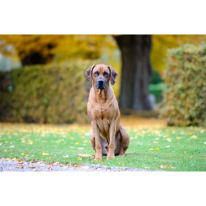 Savanna-Rhodesian-Ridgebacks