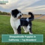 Sheepadoodle-Puppies-in-California-–-Top-5-Breeders-template