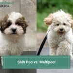 Shih-Poo-vs.-Maltipoo-template