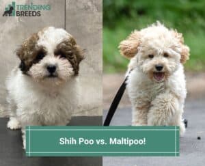Shih-Poo-vs.-Maltipoo-template