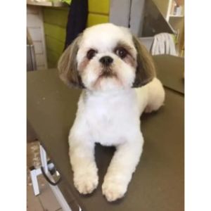 Shih-Tzu-Cut