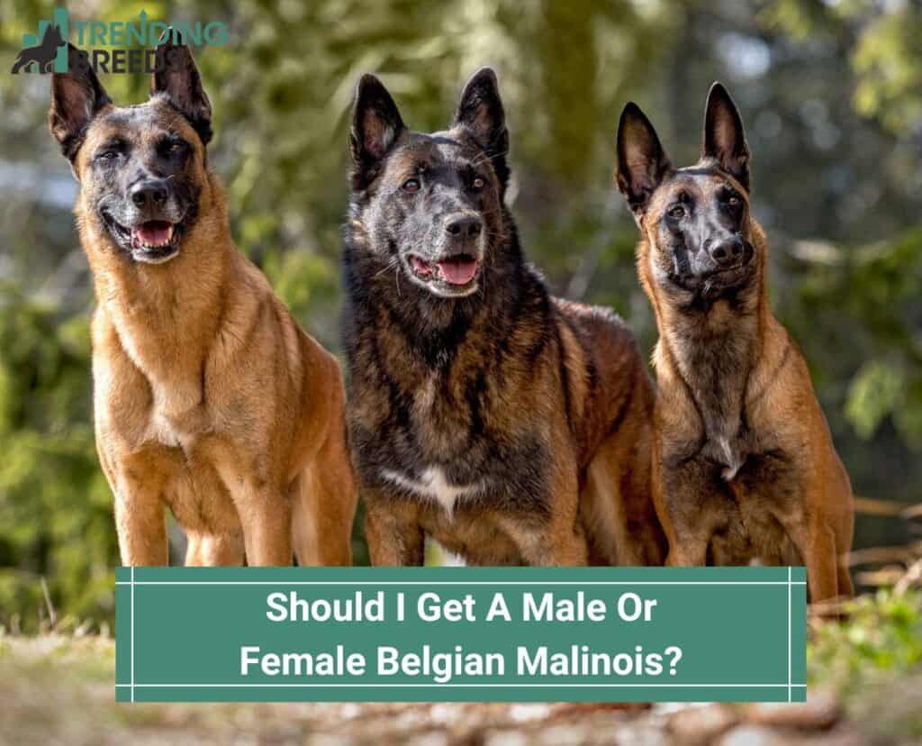 Should-I-Get-A-Male-Or-Female-Belgian-Malinois-template