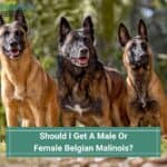 Should I Get A Male Or Female Belgian Malinois? (2023)
