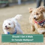 Should-I-Get-A-Male-Or-Female-Maltipoo-template