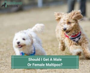 Should-I-Get-A-Male-Or-Female-Maltipoo-template
