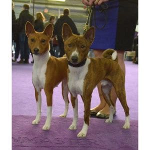 SkyHi-Basenjis