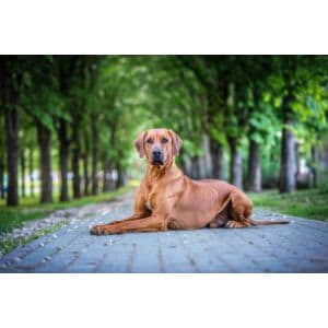 Skydancer-Rhodesian-Ridgebacks