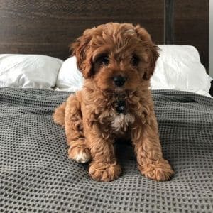 So-What-Is-a-Mini-Cavapoo