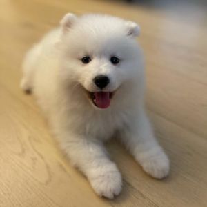 Sunfire-Samoyeds