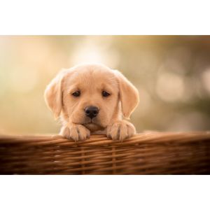 Sunny-Daze-Labradors