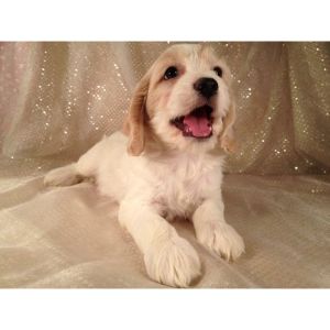 Tan-and-White-Cockapoo