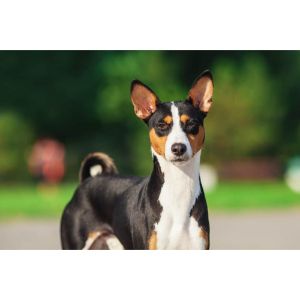 The-Basenji-Breed