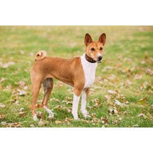 The-Basenji-Breeders