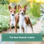 The Best Basenji Yodels! (2022)
