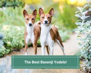 The-Best-Basenji-Yodels-template