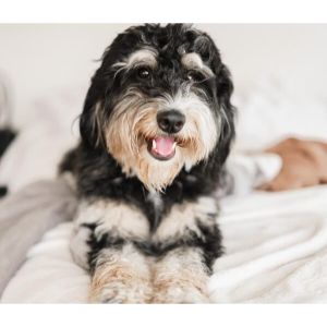 The-Best-Bernedoodle-Breeders-in-Florida