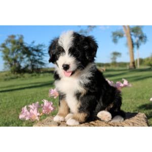 The-Best-Bernedoodle-Breeders-in-Georgia