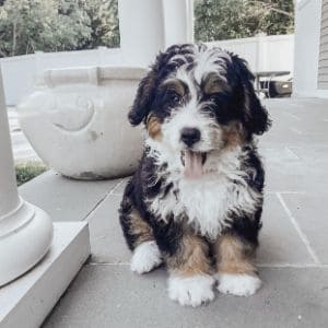 The-Best-Bernedoodle-Breeders-in-Ohio