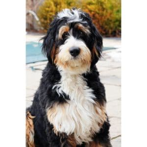 The-Best-Bernedoodle-Breeders-in-Wisconsin