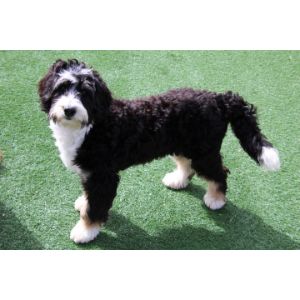 The-Best-Bernedoodle-Haircut-Ideas