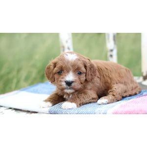 The-Best-Cavapoo-Rescues-in-The-USA