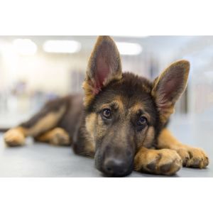 The-Best-German-Shepherd-Breeders-in-Colorado