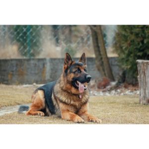 The-Best-German-Shepherd-Breeders-in-Maryland