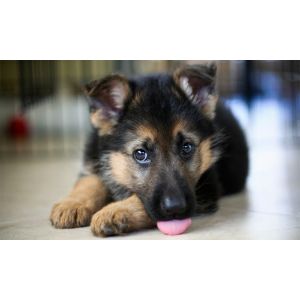 The-Best-German-Shepherd-Breeders-in-Michigan