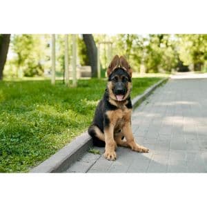 The-Best-German-Shepherd-Breeders-in-Ohio