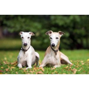 The-Best-Italian-Greyhound-Breeders-in-California