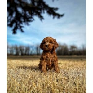 The-Best-Labradoodle-Breeders-in-California