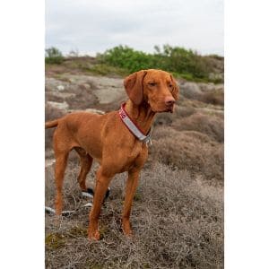 The-Best-Vizsla-Breeders-in-California