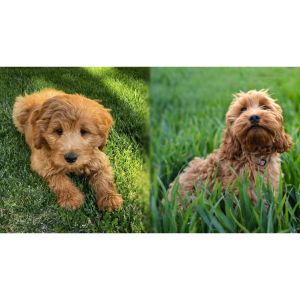 The-Comparison-of-a-Cockapoo-vs-Goldendoodle