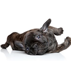 The-French-Bulldog