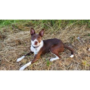 The-Physical-Traits-and-Characteristics-of-the-Basenji-Collie-Mix