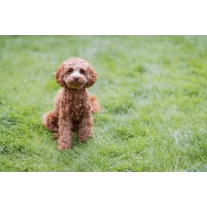 The-Top-4-Breeders-for-Cavapoo-Puppies