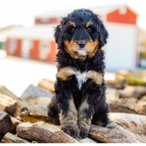 The-Top-Bernedoodle-Breeders-in-Virginia