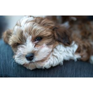 The-temperament-of-Cavapoo-vs-Havapoo