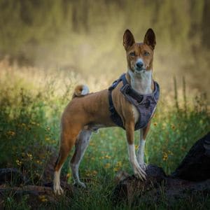 Things-To-Consider-When-Searching-for-Basenji-Breeders