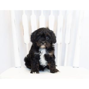 Things-To-Expect-When-Adopting-a-Cavapoo