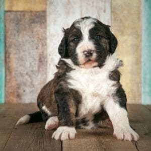 Things-to-Expect-When-Choosing-a-Bernedoodle-Rescue