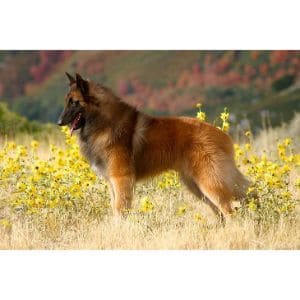 Tips-For-Grooming-Long-Haired-Malinois