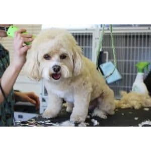 Tips-for-Cavapoo-Cuts